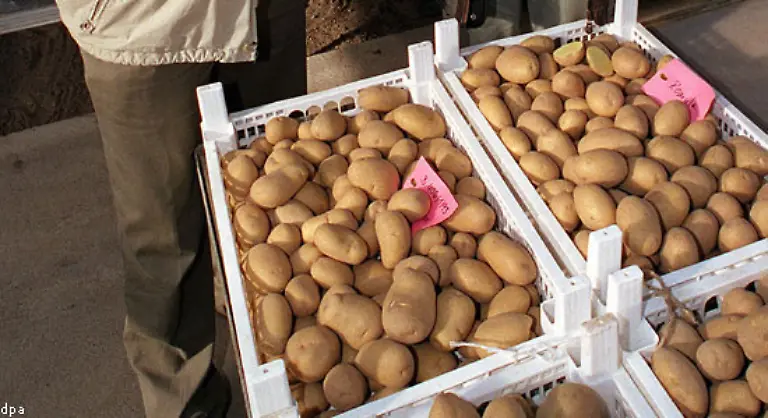 133-sind-es-die-vorwiegend-fest-kochenden-Sorten-wie-Solara-Satina-und-Secura-Mehlige-Kartoffeln-zum-Beispiel-Adretta-Afra-Aula-und-Likaria-werden-vor-allem-in-Ostdeutschland-gern-gegessen