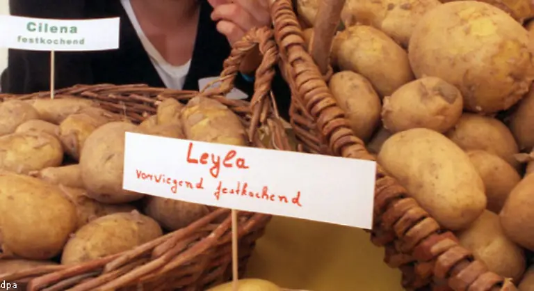 Weltweit-gibt-es-etwa-5-000-Kartoffelsorten-in-Deutschland-sind-rund-180-Sorten-zugelassen-Fuer-Aufregung-sorgte-das-Unternehmen-Europlant-als-es-den-Sortenschutz-fuer-Linda-zurueckzog