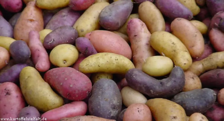 Linda-waere-nicht-die-erste-Kartoffelsorte-die-aus-den-Geschaeften-verschwindet-Neben-den-bekannten-Sorten-wie-Sieglinde-Granola-Secura-Solara-Christa-oder-Nicola-gibt-es-eine-Vielzahl-weiterer-Kartoffelsorten