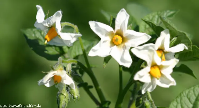 Zum-Beispiel-die-Bamberger-Hoernchen