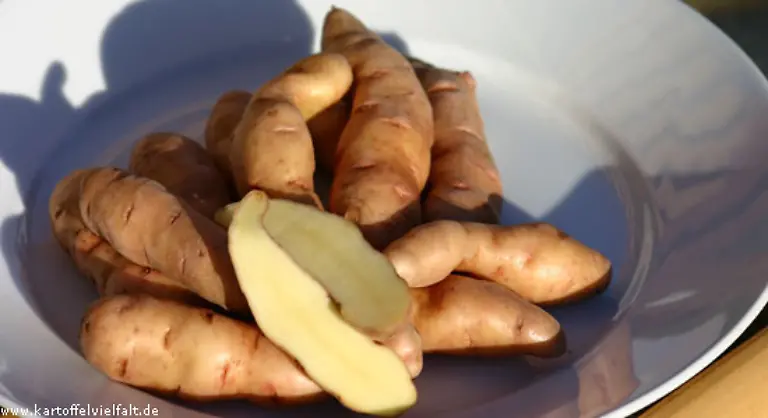 Diese-alte-festkochende-Kartoffel-ist-vorzueglich-als-Salz-oder-Pellkartoffel-geeignet-Ihr-einziger-Nachteil-ist-ihre-Form-Saeubern-oder-schaelen-machen-ein-wenig-mehr-Arbeit