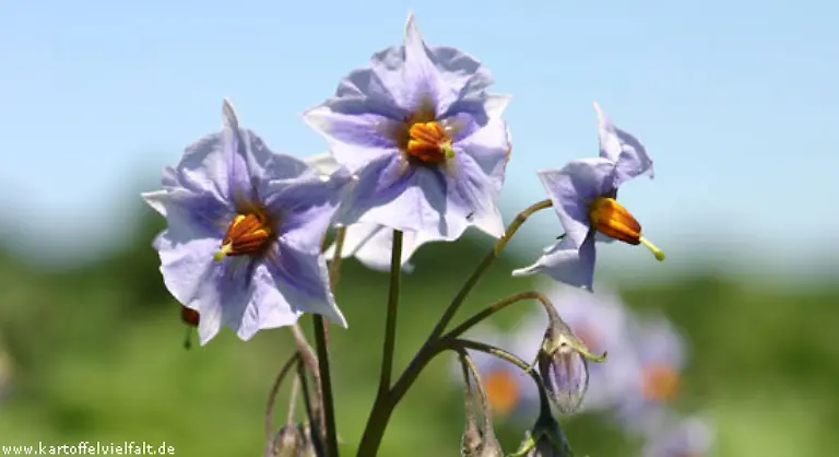 Fuer-machen-etwas-gewoehnungsbeduerftig-sind-blaue-Kartoffeln-wie-zum-Beispiel-die-schottische-Blue-Salad-Potato
