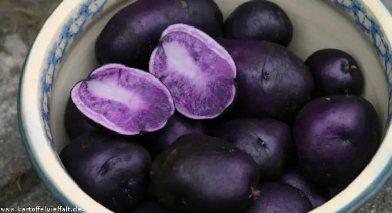 Diese-festkochende-Kartoffel-aus-Schottland-ist-auch-von-innen-blau-fuer-manchen-vielleicht-ein-wenig-gewoehnungsbeduerftig-fuer-andere-ein-besonderer-Reiz-Vom-Geschmack-her-sind-die-Blue-Salad-Potatos-weitaus-weniger-exotisch-eine-leckere-Kartoffel-die-nicht-nur-als-Salat-sondern-auch-als-Salz-oder-Pellkartoffel-gegessen-werden-kann