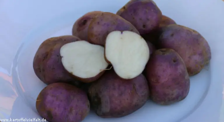 Edzell-Blue-kommen-auch-aus-Schottland-Sie-sind-jedoch-nur-aussen-blau-Die-vorwiegend-festkochende-Knolle-gilt-als-ertragreich-und-hat-einen-guten-speckigen-Geschmack