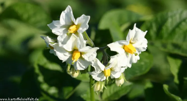 Und-so-sehen-die-Blueten-der-Edzell-Blue-aus