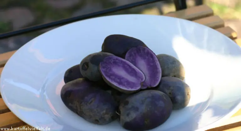 Blaue-Kartoffeln-kommen-nicht-nur-aus-Schottland-Diese-hier-heisst-Blauer-Schwede-wird-aber-auch-Blue-Congo-genannt