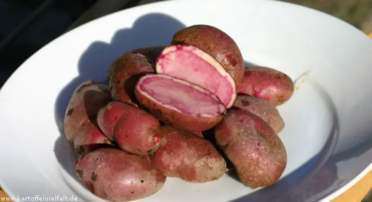 Natuerlich-gibt-es-auch-rote-Kartoffeln-Diese-heisst