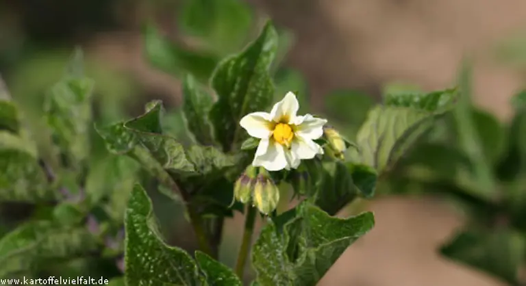 Highland-Burgundy-kommt-aus-Schottland-und-ist-mehligkochend