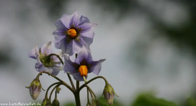 Der-Blaue-Schwede-ist-vorwiegend-festkochend-und-hat-einen-cremigen-Geschmack