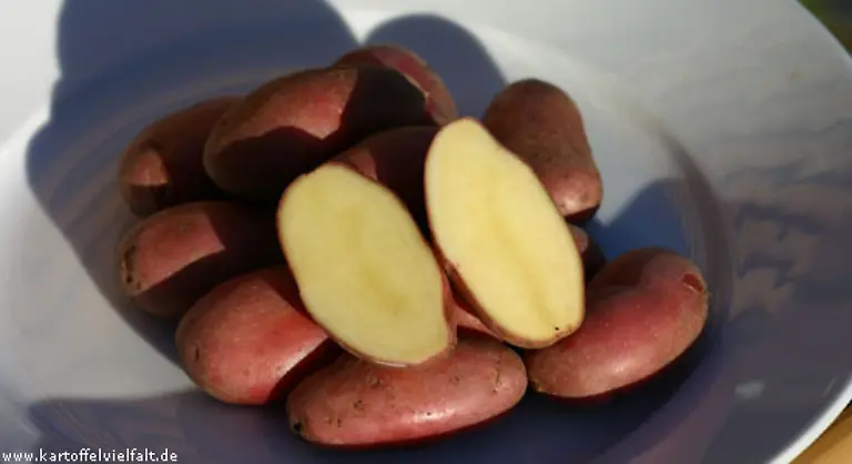 Sehr-lecker-sind-auch-Roseval-eine-festkochende-franzoesische-Sorte-von-1950-Ihre-Schale-ist-glatt-und-elegant