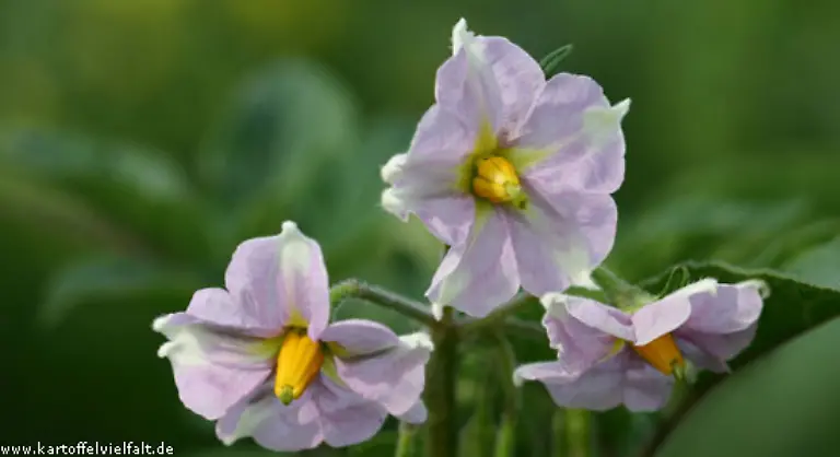 ihre-Bluete-zauberhaft