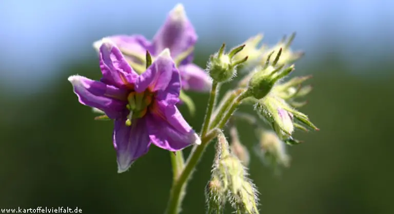 Das-gilt-auch-fuer-die-Sorte-Kerkovske-Rohlicky