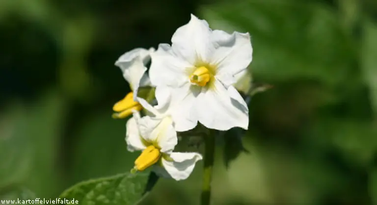 Von-Linda-war-bereits-die-Rede