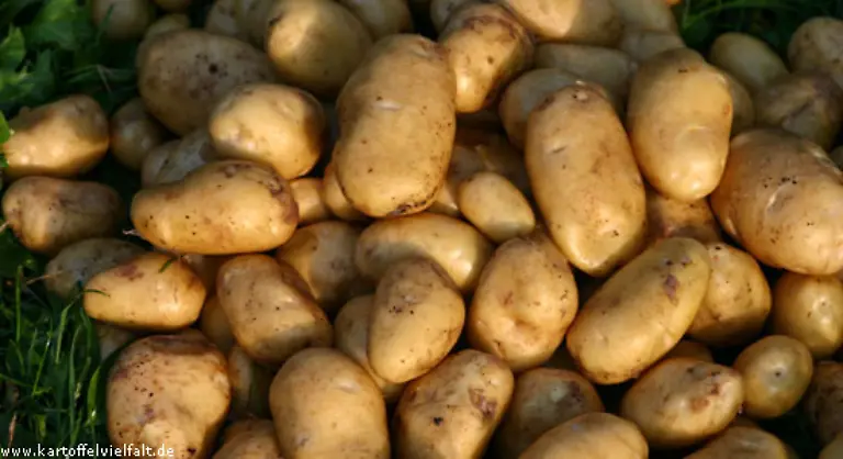 Linda-sind-festkochend-haben-tiefgelbes-Fleisch-und-sind-sehr-lecker