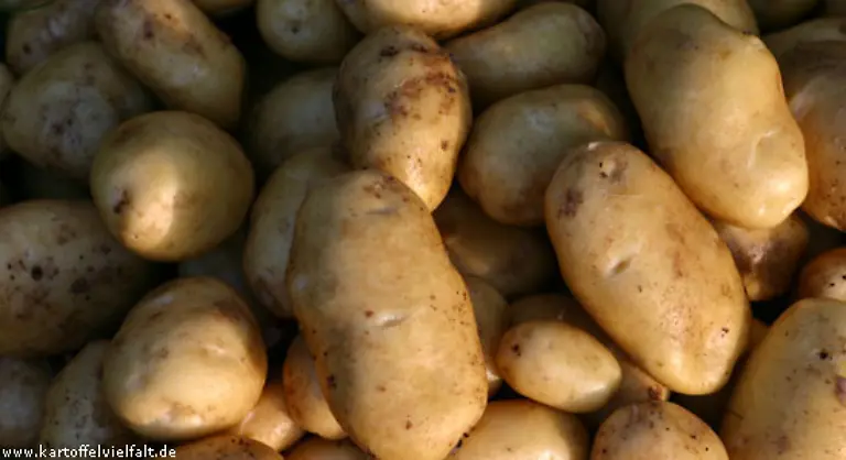 Noch-sind-Linda-in-Supermaerkten-und-Biolaeden-eine-gaengige-Sorte