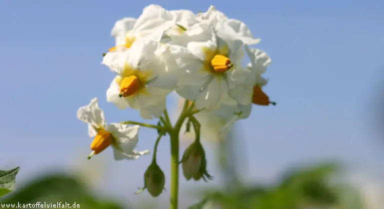 Immer-wieder-schoen-Gusto-sind-festkochend-fruehreifend-und-haben-wie-Sieglinde-einen-kraeftigen-Kartoffelgeschmack