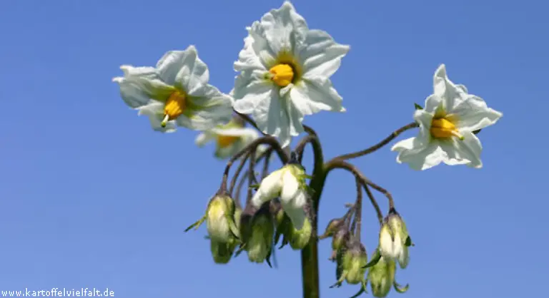 Die-Mandelkartoffel-auch-Puikula-genannt-kommt-aus-Lappland