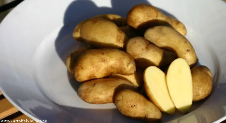 Der-Name-der-vorwiegend-festkochenden-Sorte-kommt-von-den-mandelaehnlichen-Knollen-Feinschmecker-schaetzen-die-Mandelkartoffel-als-Salz-oder-Pellkartoffel