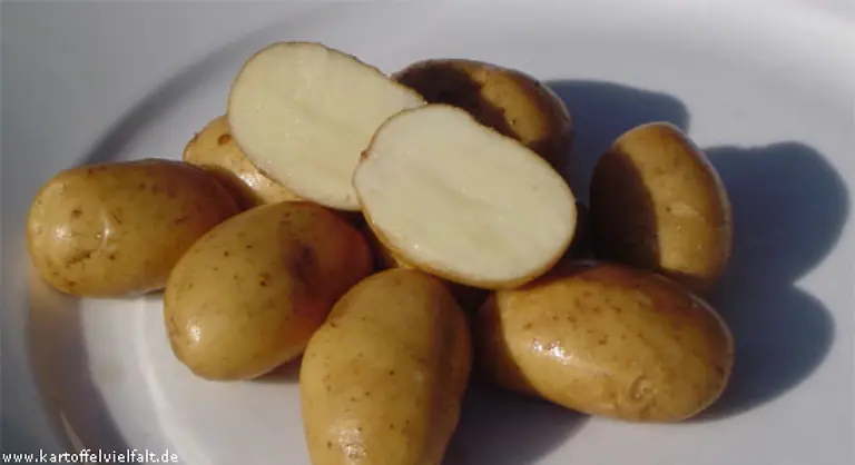 Mehligkochend-ist-die-englische-Sorte-Golden-Wonder-Rauhe-Schale-weisses-Fleisch