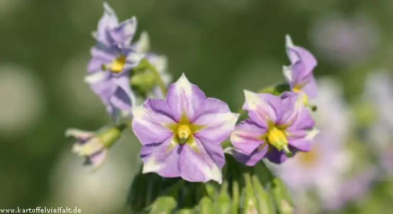 Wie-alle-mehligen-Sorten-eignet-sich-das-goldene-Wunder-fuer-Suppen-und-Puerrees-aber-natuerlich-auch-als-Salzkartoffel
