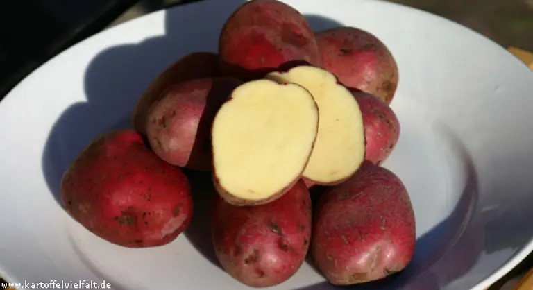 sondern-von-der-Farbe-seiner-Schale-Im-Geschmack-ist-die-festkochende-Knolle-angenehm-cremig-geeignet-ist-sie-als-Puerree-oder-Salzkartoffel