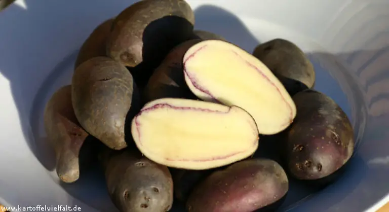 Eine-nahezu-schwarze-Schale-haben-die-Shetland-Black-Innen-haben-sie-einen-violetten-Ring