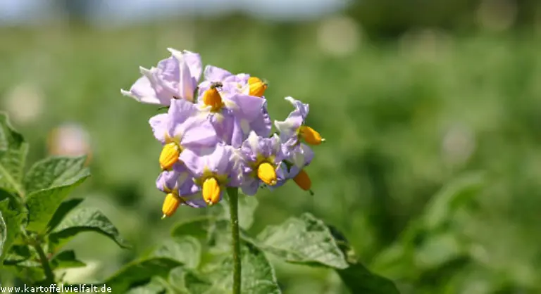 Geeignet-ist-die-mittelfruehe-Sorte-als-Gratin-Salz-oder-Pellkartoffel