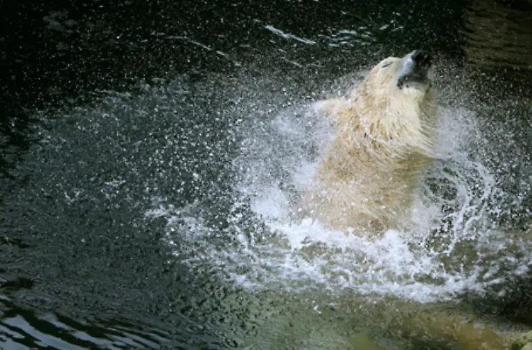 Davon-wiederum-sind-etwa-zwei-Drittel-in-Gletschern-und-als-staendige-Schneedecke-oder-Eis-gebunden