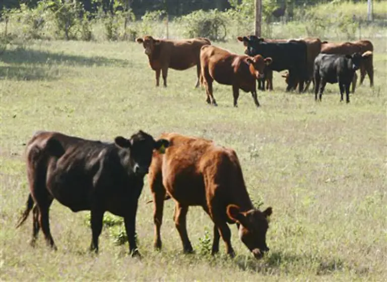 Ein-einziges-Steak-verschlingt-gar-bis-zu-20-000-Liter