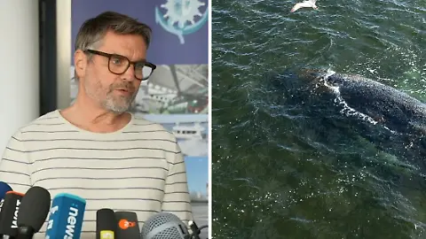 GreenpeaceWal
