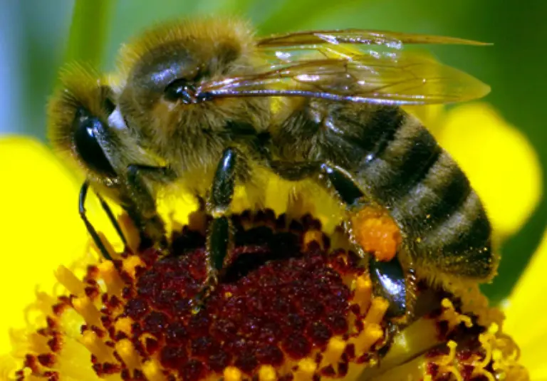 Erschreckende-Nachrichten-kamen-im-Fruehling-aus-den-USA-zu-uns-Millionenfach-und-spurlos-verschwanden-die-Bienen-aus-ihren-Stoecken