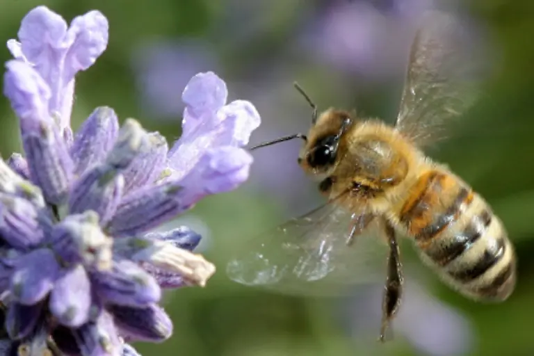 Die-fleissigen-Insekten-die-wie-die-Ameise-und-die-Wespe-zu-der-Familie-der-Hautfluegler-gehoeren-waren-einfach-weg