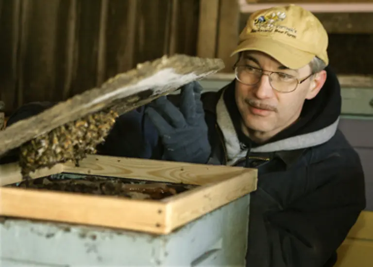 Zahlreiche-Imker-in-den-USA-konnten-ihren-Augen-nicht-trauen-als-sie-nach-dem-Winter-ihre-Bienenstoecke-oeffneten-und-ins-Leere-starrten