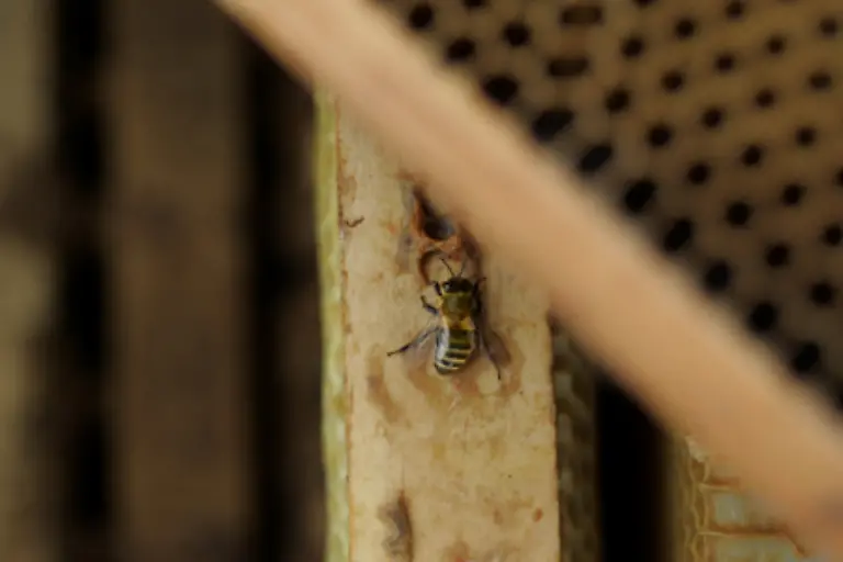 Das-mysterioese-Verschwinden-der-Bienen-gab-Experten-und-Wissenschaftlern-Raetsel-auf-Bisher-waren-besonders-die-West-und-die-Ostkueste-der-USA-sowie-Texas-betroffen