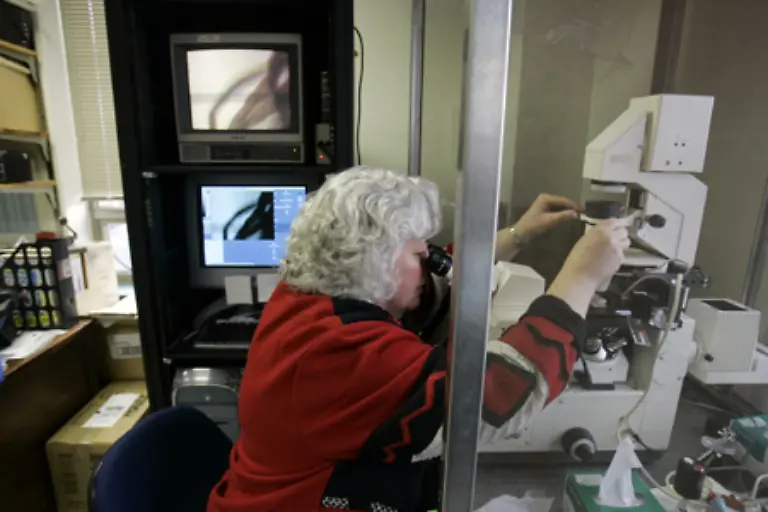 Die-Suche-nach-dem-Grund-fuer-das-massenhafte-Bienensterben-laeuft-auf-Hochtouren-Bisher-kann-jedoch-nur-spekuliert-werden