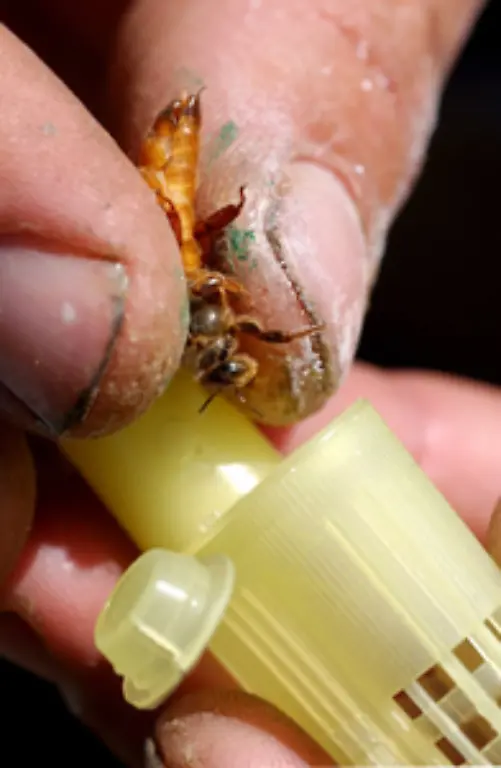 In-den-Medien-wird-bereits-von-Bienen-Aids-gesprochen-Ausserdem-koennten-Stress-oder-genveraenderte-Pflanzen-fuer-das-Bienensterben-verantwortlich-sein-Milben-werden-diesmal-als-Ursache-ausgeschlossen