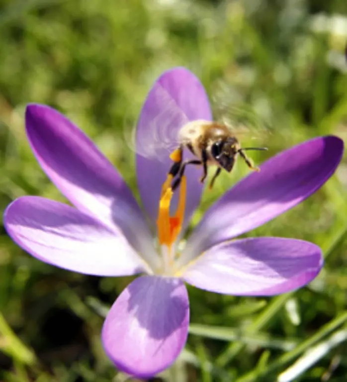 Fest-steht-dass-die-sonst-sehr-anpassungsfaehige-Honigbiene-nun-nicht-mehr-mitmacht-Das-koennte-ein-Hinweis-darauf-sein-dass-das-Gleichgewicht-der-Natur-enorm-gestoert-ist