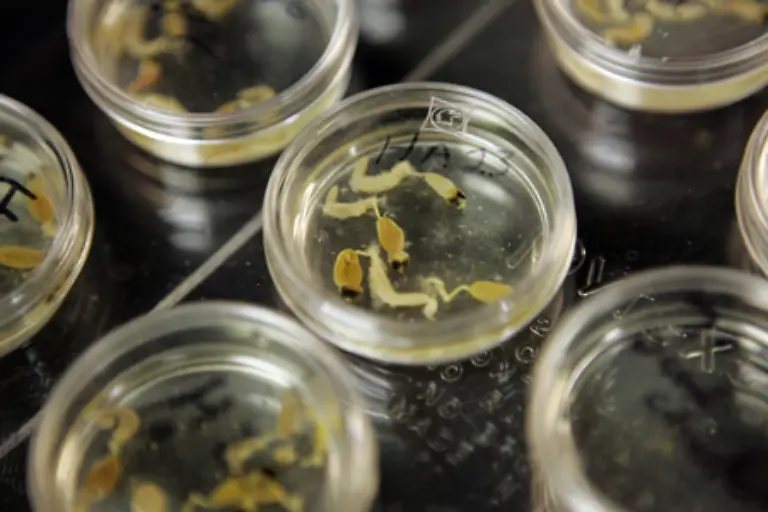 Ein-Name-fuer-das-Phaenomen-in-den-USA-ist-bereits-gefunden-Colony-Collapse-Disorder-kurz-CCD-bezeichnet-die-Stoerung-die-zum-Kollaps-der-Bienenvoelker-fuehrt