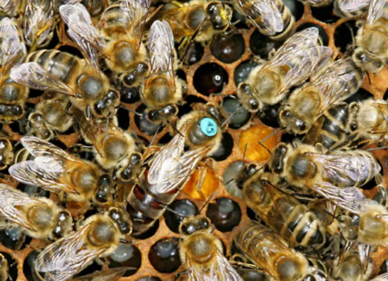 Die-Bienenkoenigin-meist-mit-einem-farbigen-Punkt-gekennzeichnet-und-junge-Bienen-werden-von-den-Arbeiterinnen-einfach-im-Bienenstock-zurueckgelassen-Sie-sind-damit-dem-Tode-geweiht-da-sie-ohne-die-Hilfe-der-Arbeiterinnen-verhungern