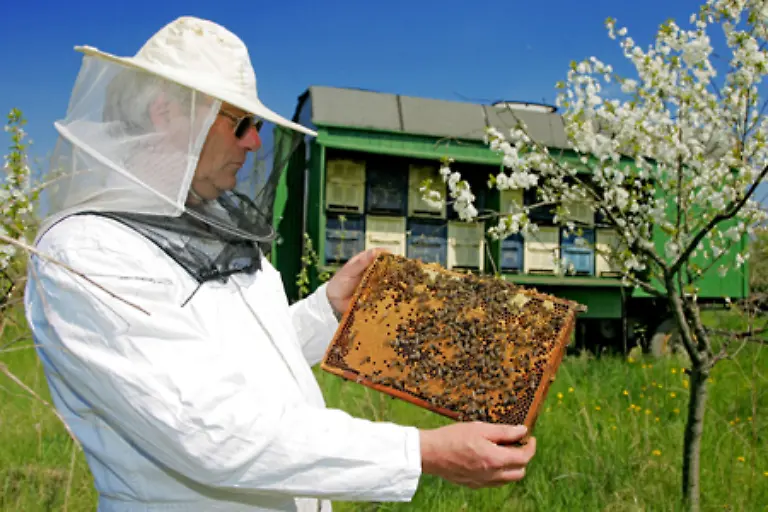 Ein-Bienenstock-ist-ein-hoechst-komplexes-Sozialgebilde-in-dem-maximal-100-000-Bienen-leben-Im-gut-organisierten-Bienenstaat-herrscht-reproduktive-Arbeitsteilung-das-heisst-jede-Biene-ist-auf-eine-bestimmte-gemeinschaftserhaltende-Arbeit-spezialisiert