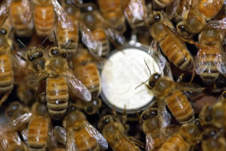 Bienen-brauchen-die-Gemeinschaft-und-koennen-als-Individuum-nicht-ueberleben-Ein-Bienenvolk-besteht-aus-einer-Koenigin-Arbeitsbienen-und-Drohnen