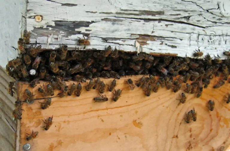 Nur-die-Koenigin-legt-Eier-in-Wabenzellen-ab