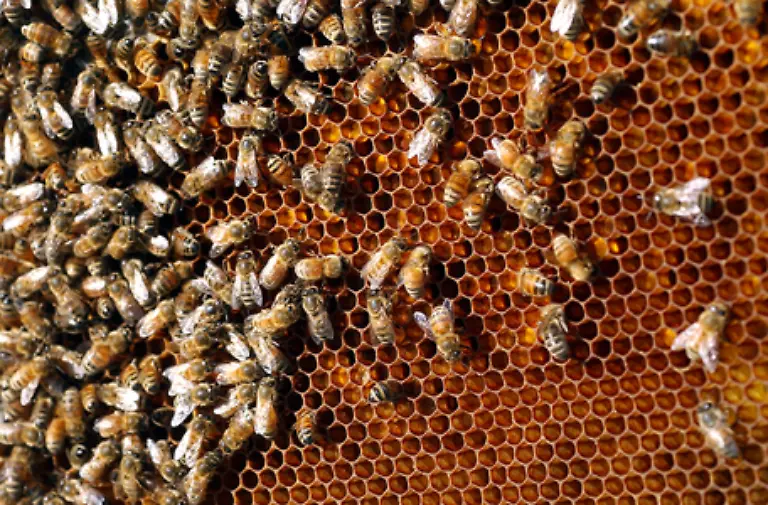 Ein-befruchtetes-Ei-das-in-einer-Wabenzelle-liegt-wird-von-den-Arbeitsbienen-mit-einem-Gemisch-aus-Pollen-und-Honig-ernaehrt