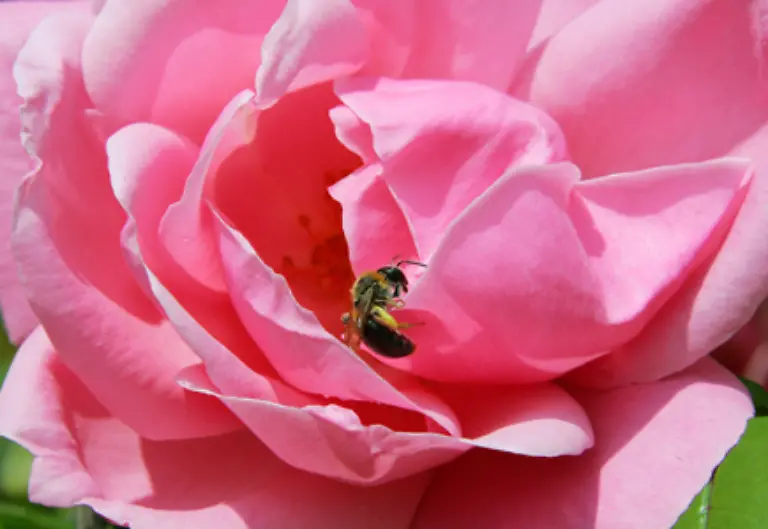 Aus-diesem-Ei-entstehen-nach-21-Tagen-die-Arbeitsbienen-die-mit-30-000-bis-70-000-Stueck-den-groessten-Anteil-in-einem-Bienenstaat-ausmachen