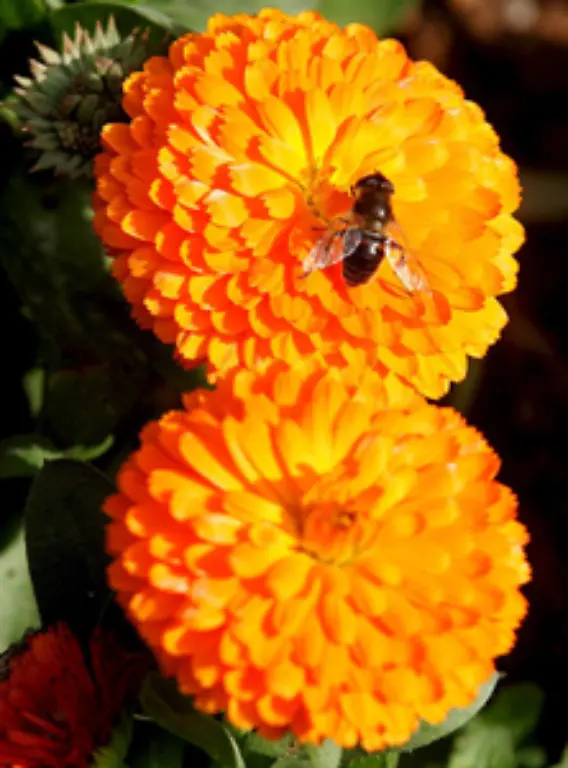 Die-Arbeitsbienen-werden-ungefaehr-45-Tage-alt-Ihre-Aufgaben-im-Bienenstaat-sind-vielfaeltig-Je-nach-Alter-sind-sie-Putz-Bau-Wehr-Trachtbienen-oder-Ammen-fuer-die-Larven