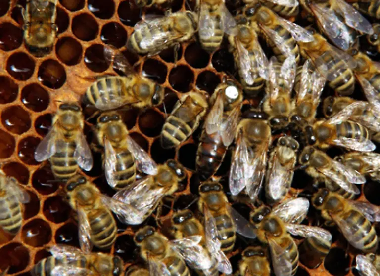 Andere-weibliche-Eier-werden-von-der-Koenigin-in-so-genannte-Weiselwiegen-das-sind-toennchenfoermige-Wachszellen-gelegt