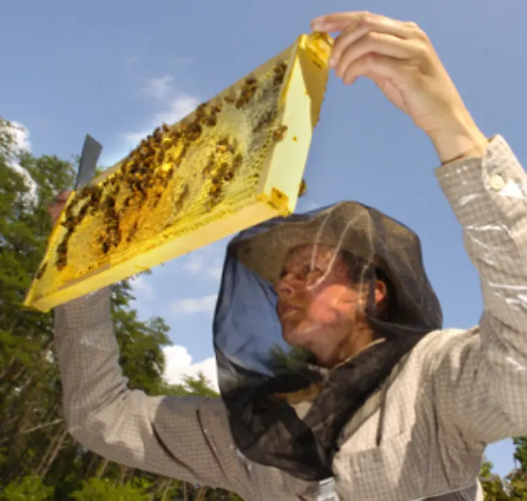Der-Boden-der-Weiselwiegen-wird-mit-Gelee-Royal-bedeckt-so-dass-die-heranwachsende-Koenigin-nie-Mangel-leidet