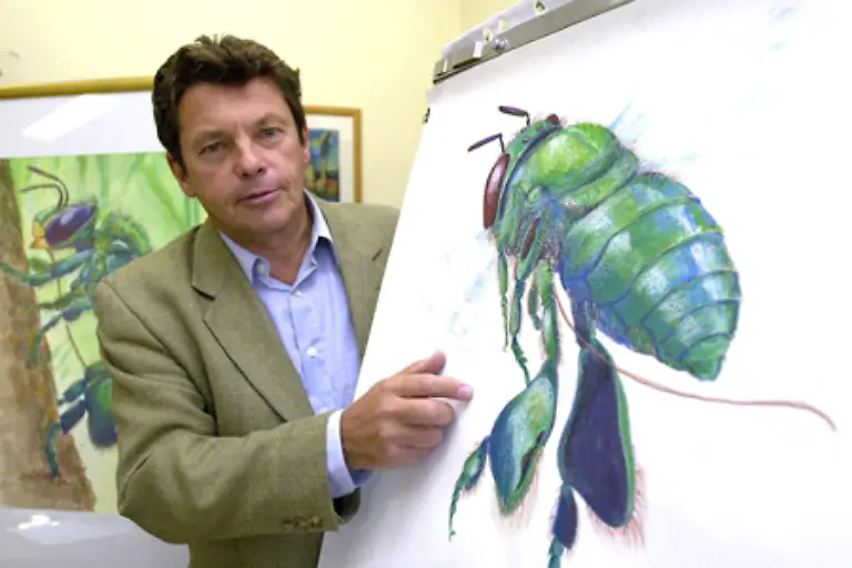 Nach-16-Tagen-schluepft-aus-einer-verdeckelten-Weiselwiege-eine-Koenigin-Diese-toetet-sofort-alle-anderen-Koeniginnenlarven-Die-Koenigin-ist-mit-ungefaehr-18-mm-wesentlich-groesser-als-die-Arbeiterinnen-Ihr-Koerper-ist-laenger-und-spitzer