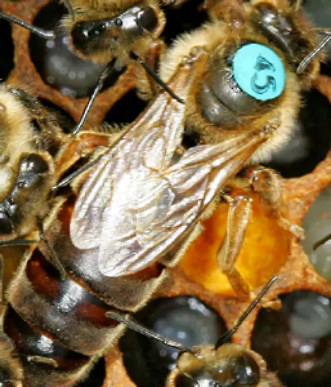 Sechs-Tage-nach-dem-Schluepfen-geht-die-Koenigin-auf-Hochzeitsflug-auf-dem-sie-sich-fuenf-bis-sechs-Mal-mit-mehreren-Drohnen-vereinigt-Danach-beginnt-ihr-vier-bis-fuenfjaehriges-Leben-als-Eierlegerin-In-dieser-Zeit-verlaesst-die-Koenigin-nie-wieder-ihren-Stock-und-legt-durchschnittlich-ein-Ei-pro-Minute