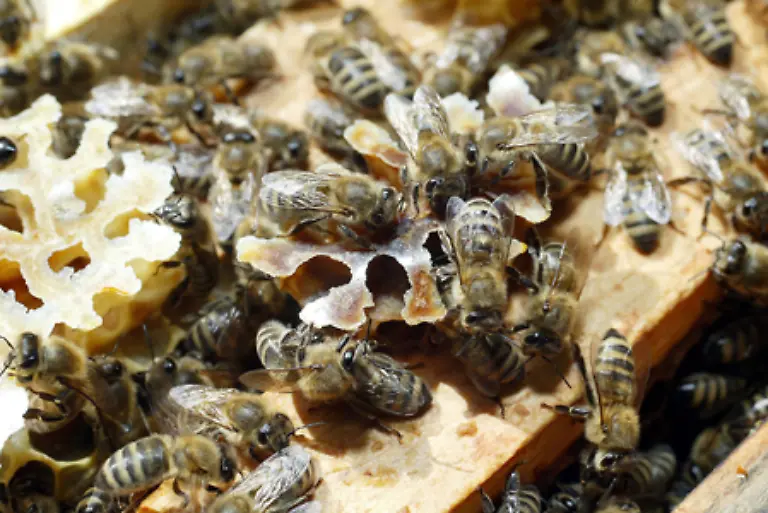 Aber-nicht-nur-befruchtete-sondern-auch-unbefruchtete-Eier-werden-von-der-Bienenkoenigin-in-die-Wabenzellen-gelegt-Auch-diese-werden-von-Arbeiterinnen-mit-einem-Pollen-Honig-Gemisch-gefuettert